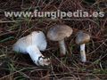 Hygrophorus agathosmus